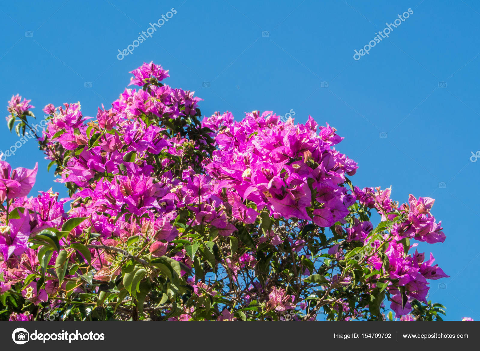 Un Fondo Con Una Rama De Flores De Buganvillas Y Un Cielo - 