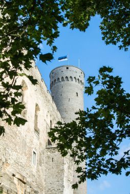 Uzun boylu Hermann Kulesi ve ağaç dalları, Toompea, valiler Bahçe, Tallinn, Estonya. Seçilen odak.