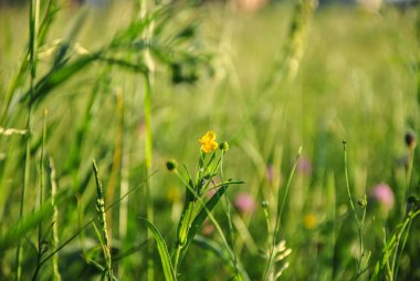 Bir arka plan ile seçilen odak, yeşil çim olan bir alana ve bazı sivri, Kiev, Ukrayna.