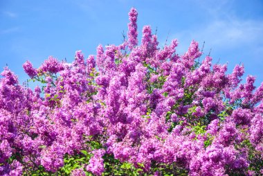 Botanik Bahçesi pembe çiçek açan, arka plan leylak dalı Kiev, Ukrayna.