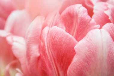 Close-Up Pembe Lale yaprakları, bir çiçek arka plan bulanık detayları ile.