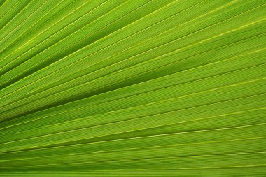Palmiye yaprak doku, doğal yeşil bir arka plan.