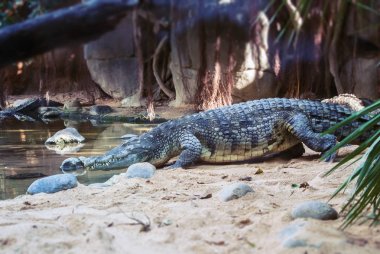 Biopark Fuengirola, Endülüs, İspanya su olacak büyük bir timsah.
