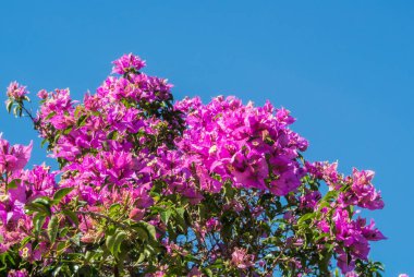 Bir arka plan ile bir dal çiçek açan bougainvillea çiçek ve bir gökyüzü, Endülüs, İspanya.