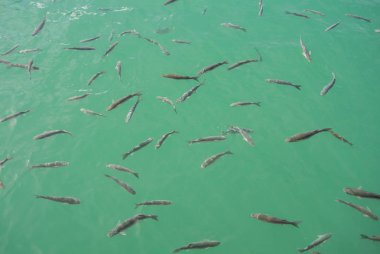 Andalusia, İspanya Malaga bağlantı noktası Maditerranean denizde su balıkların bir balık ile bir arka plan.