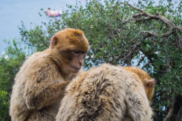 Oturma ve Gibraltar doğa bir duvara damat iki barbery maymunun karşı doğal deniz manzarası bulutlu bir günde saklıdır..
