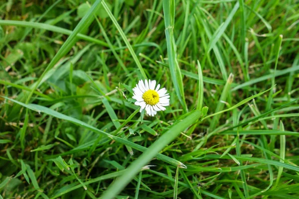 Gänseblümchen-Blume im Gras an sonnigen Sommertagen. — Stockfoto