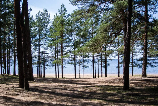 Baltic sea coast, pine trees and a sand shore on summer sunny day near St. Petersburg, Russia. — Stock Photo, Image