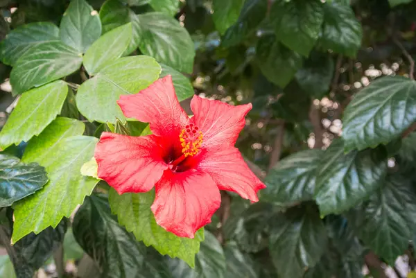 Hibiscus Almeria, Endülüs, İspanya, bir yeşil çalı-bahar gününde üzerinde kırmızı çiçekli bir arka plan.