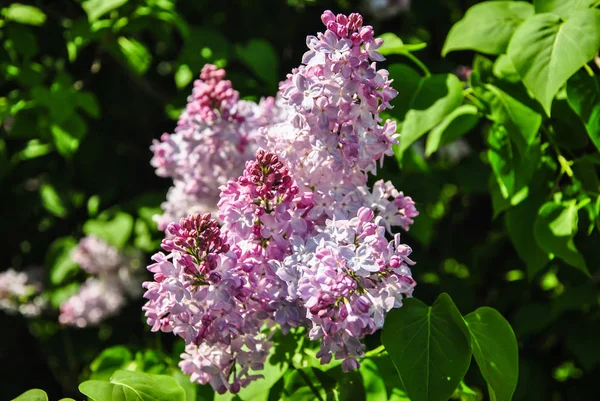 Detail z kvetoucí šeřík větev v botanické zahradě Kyjev, Ukrajina. — Stock fotografie