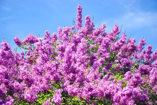 Pozadí z růžové kvetoucí šeřík větev v botanické zahradě Kyjev, Ukrajina. — Stock fotografie