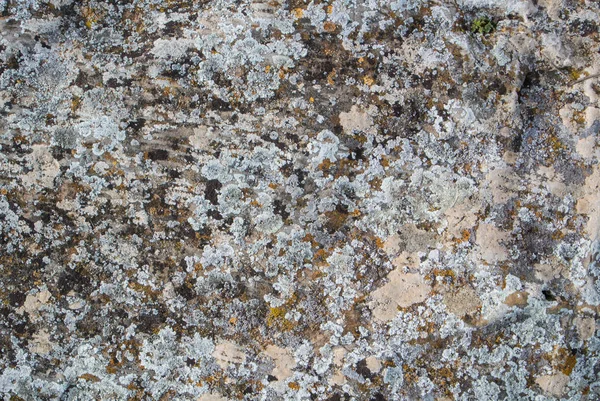 A kiadványról egy kő, kő háttér texturált Moss. — Stock Fotó