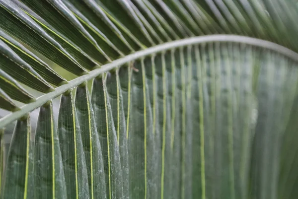 Liści palmowych tekstury, ciemnozielonym kolorem naturalnym. — Zdjęcie stockowe