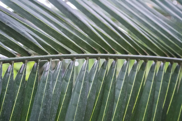 Liści palmowych tekstury, ciemnozielonym kolorem naturalnym. — Zdjęcie stockowe