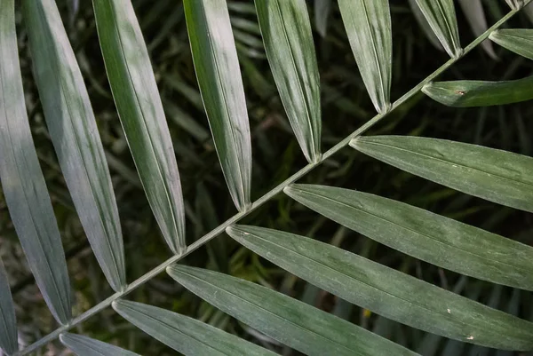 Liści palmowych tekstury, ciemnozielonym kolorem naturalnym. — Zdjęcie stockowe