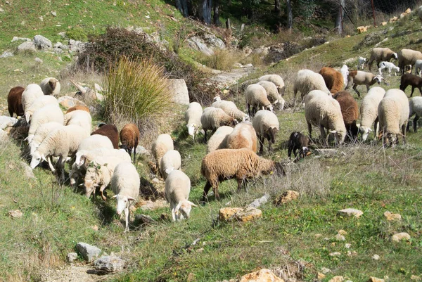 Un gregge di pecore al pascolo sulle colline vicino a Ronda, Andalusia, Spagna . — Foto Stock