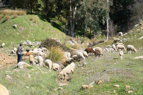 Um rebanho de ovelhas pastando nas colinas perto de Ronda, Andaluzia, Espanha . — Fotografia de Stock