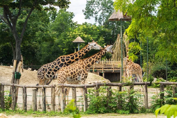A group of giraffes eating at Budapest Zoo and Botanical Garden on summer day. — Stock Photo, Image