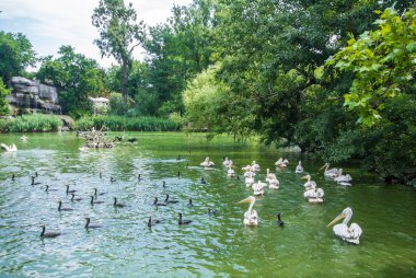Budapeşte, Macaristan - 26 Temmuz 2016: Bir su birikintisi Pelikan ve su kuşları Budapeşte Hayvanat Bahçesi ve Botanik Bahçesi, Macaristan, diğer türler.