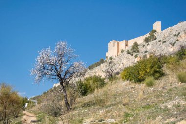 Çiçeklenme badem ağacı ve bahar gününde hill adlı Jaen, Endülüs, İspanya çevresi üzerinde eski bir kale.