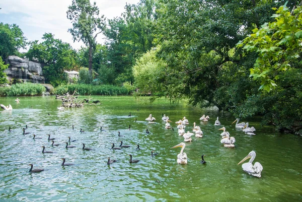 Budapest, ungarisch - 26. Juli 2016: ein Teich mit Pelikanen und anderen Wasservögeln im Budapest Zoo und Botanischen Garten, ungarisch. — Stockfoto