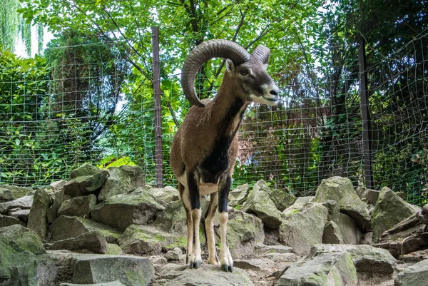 Budapeşte, Macaristan - 26 Temmuz 2016: Argali, Budapeşte Hayvanat Bahçesi ve Botanik Bahçesi, Macaristan, büyük boynuzlu dağ keçisi.