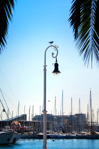 Барселона, Іспанія - 12 лютого 2014 року: Подання до пірсу з яхти, Чайка sitteng на Лампа вулиці і palm листя на передньому плані в Барселоні порту, Каталонія, Іспанія. — стокове фото