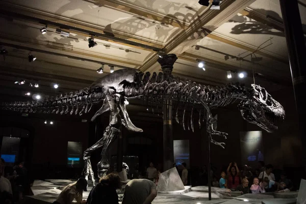 Berlin, Almanya - 2 Ağustos 2016 - A iskelet tyrannosaurus, Doğal Tarih Müzesi (müze fr Naturkunde, Mfn, Naturkundemuseum veya Humboldt Müzesi), Berlin, Almanya.