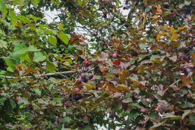 Taze mor erik meyve hasat, Macaristan önce şubesine üzerinde.