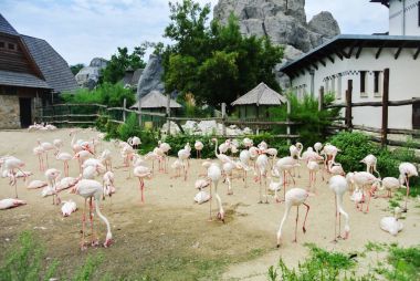 Budapest, Macaristan - 26 Temmuz 2016: Bir bol bol flamingolar Budapeşte Hayvanat Bahçesi ve Botanik Bahçesi, Macaristan.