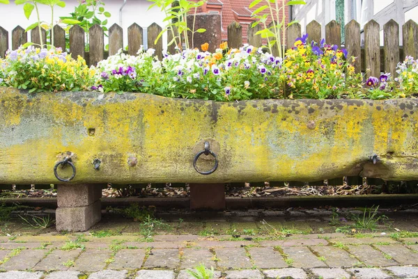 Old stone flower bed covered with moss with colorful pansies, cobblestone road and a wooden fence at the background, Walldorf, Germany.