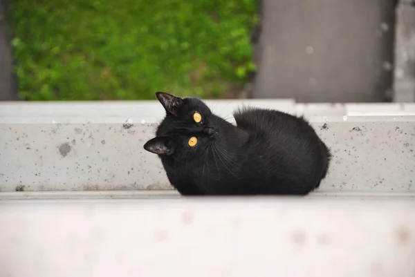 Gato negro joven escapó de la habitación y se sentó fuera en el alféizar de la ventana de una casa de apartamentos y mirando hacia arriba y alrededor, Moscú, Rusia . — Foto de Stock