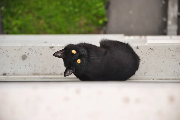 Gato negro joven escapó de la habitación y se sentó fuera en el alféizar de la ventana de una casa de apartamentos y mirando hacia arriba y alrededor, Moscú, Rusia . — Foto de Stock