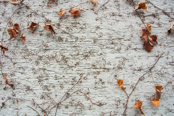 Een achtergrond met bruin droge druiven takken en bladeren stijgen op een witte ruwe geschilderde muur, Walldorf, Duitsland. — Stockfoto