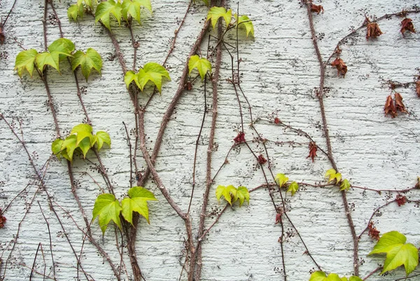 Uno sfondo con rami d'uva freschi marroni secchi e verde chiaro e foglie che sorgono su una parete bianca dipinta grezza, Walldorf, Germania . — Foto Stock