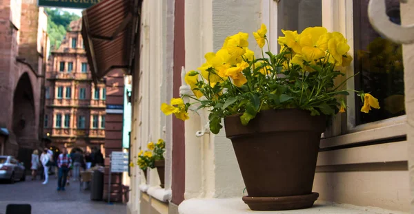 Heidelberg eski kasabasında eski bir evin pencere eşik sarı pansies ile bir pot, Almanya. Stok Fotoğraf