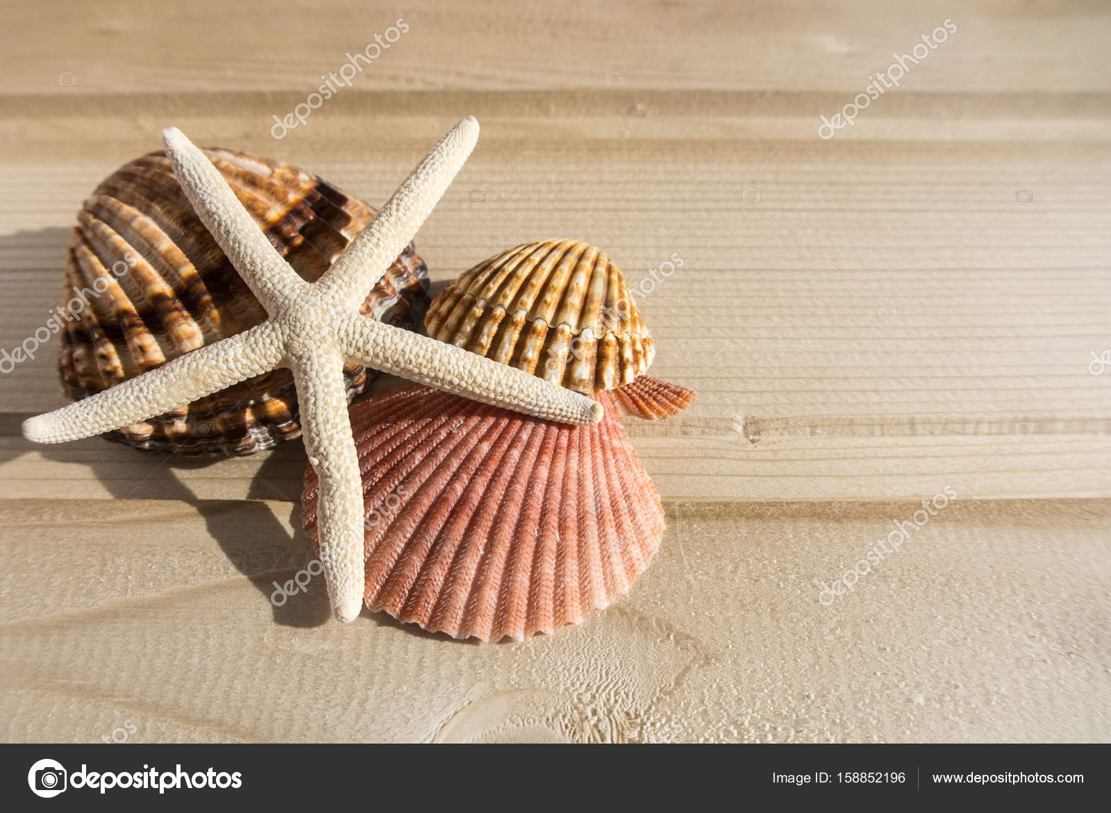 Fondo Di Legno Brillante Con Una Collezione Di Conchiglie Di Mare Del Lato Giallo Rosa Bianco E Broun Conchiglie Di Diverse Forme E Dimensioni E Stelle Marine Bianche Composizione Astratta Di Vacanza