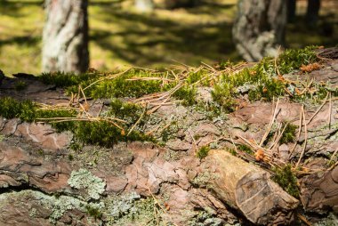 Yosun ile kaplı eski çam kabuğu dokusu, Curonian Spit ormanında bir Pine Trunk bir close' up Görünümü, Kaliningrad bölgesi, Rusya.
