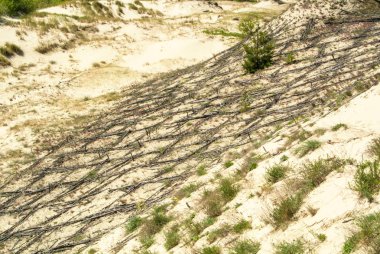 Dune kum, doğal park Curonian Spit, Kaliningrad bölgesi, Rusya üzerinde ahşap inşaat koruma.