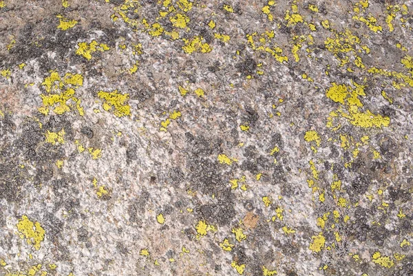 Közelkép háttér, természetes textúra, sárga, sötét szürke zuzmók, a minta a kő a hegyekben, Erdély, Románia. — Stock Fotó