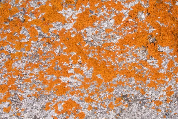 Fundal aproape de textura naturala de lichen portocaliu stralucitor, un model pe o piatra din munti, Transilvania, Romania . — Fotografie, imagine de stoc