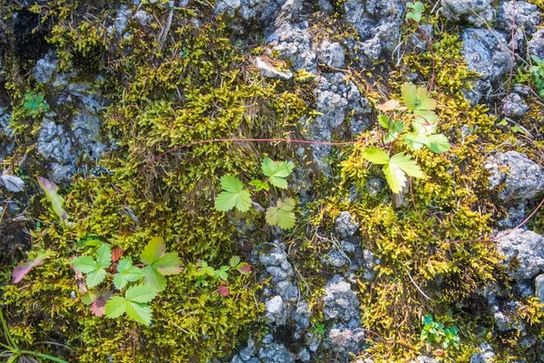 Egy zár-megjelöl Kilátás-hoz szamóca és textureg zöld moha-a kő, a hegyekben-Bucsecs természeti park, Romániában, Sinaia. — Stock Fotó