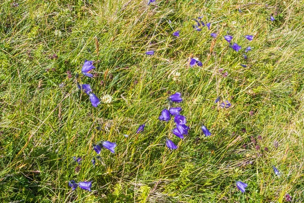 Sinos alpinos coloridos brilhantes no topo da montanha, no parque natural Bucegi, Roménia . — Fotografia de Stock