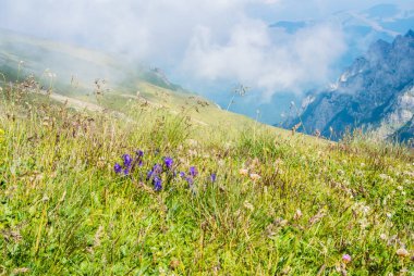 Panoramik Carpatian dağlar ve büyük sis bulutu arka plan ve mor çan çiçekleri, Bucegi Doğal park, Romanya, güneşli yaz gününde.