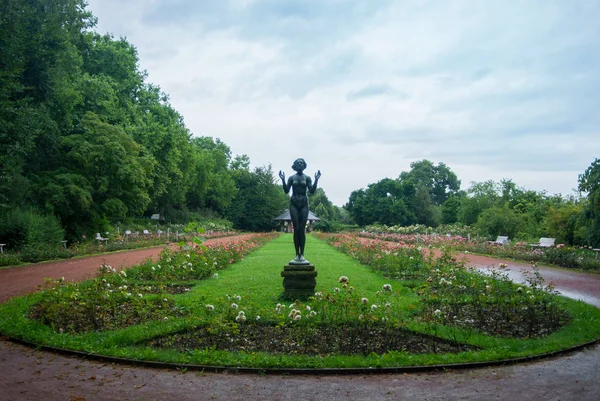 Сад з троянди і скульптура дівчини в похмурий дощовий день в Дрезден, Німеччина. — стокове фото