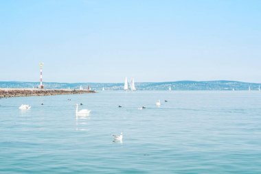 Su kuşları, kuğu, ördekler ve martılar Siofok pier yakınındaki ben