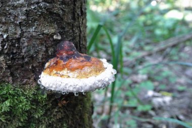 Yeşil orman arka plan ağaç gövde w üzerinde turuncu mashroom ile