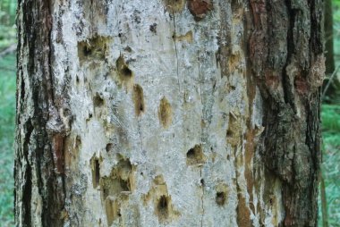 A yakın çekim tarafından kabuk böcekleri, Moscow region yemiş bir çam gövdesi,