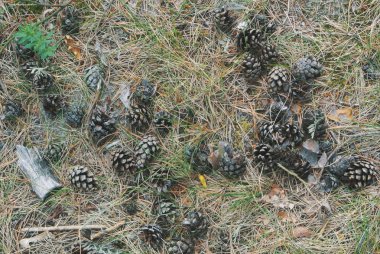 Kuru çam n ile kaplı bir yere yakın çekim makro sonbahar görünümünü