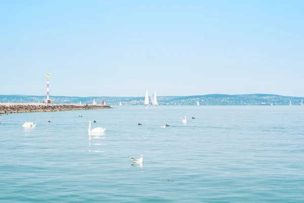 Водоплавні птахи, лебеді, качок і чайок біля пристань Шиофока я — стокове фото